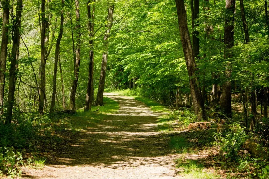 foret 1